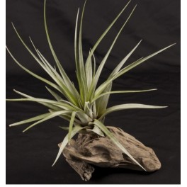 Tillandsia Fasciculata