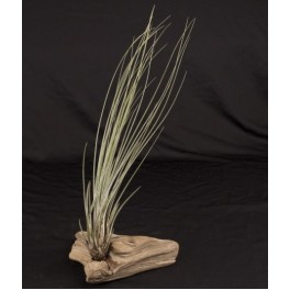 Tillandsia Juncea