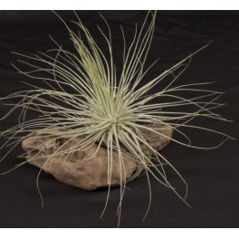 Tillandsia Magnusiana