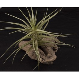 Tillandsia Aeranthos