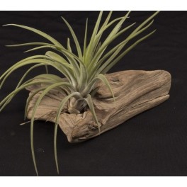 Tillandsia Velutina