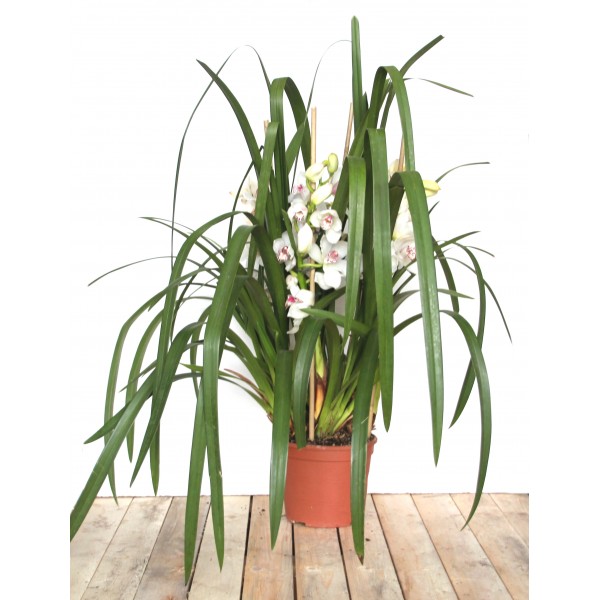 orchidée mousse dans un pot en plastique et pulvérisateur sur le