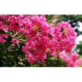 Lagerstroemia indica (test 19 cmØ)