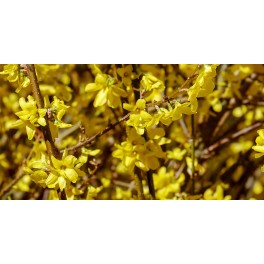 Forsythia