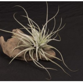 Tillandsia oaxacana