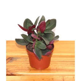 Crassula multicava red