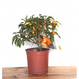 Kumquat (maceta 16 cm ø)