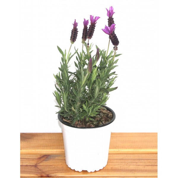 Lavanda estoechas por 3,95€ en Germigarden