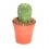 Cactus (maceta 5,5 cm ø)