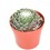 Cactus (maceta 5,5 cm ø)