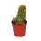 Cactus (maceta 5,5 cm ø)