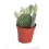 Cactus (maceta 5,5 cm ø)