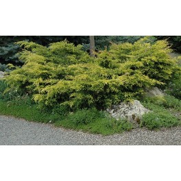 Juniperus Old Gold