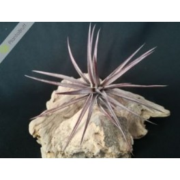 Tillandsia Jonesii