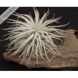 Tillandsia tectorum