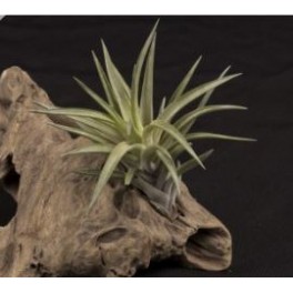 Tillandsia oaxacana