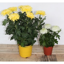 Chrysanthemenwender