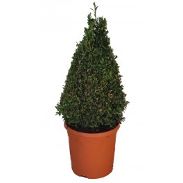 Buis Pyramidal (pot 20 cm Ø).