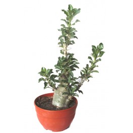 Pachypodium saundersii (vaso 19 cm ø)