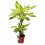 Dracena Yellow Coast (2 troncos)