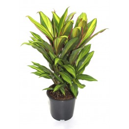 Dracena Fragans