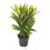 Dracena Fragans