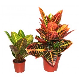 Croton Petra