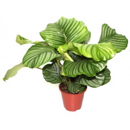 Folha Redonda Calathea (vaso 19 cm Ø)