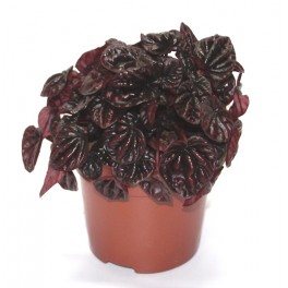 Peperomia Schumi Red (vaso 10,5 cm Ø)