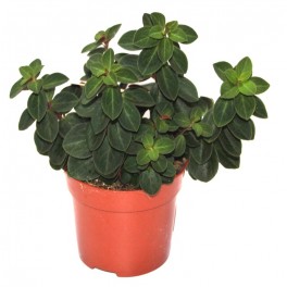 Peperomia Verticillata (vaso 10,5 cm Ø)