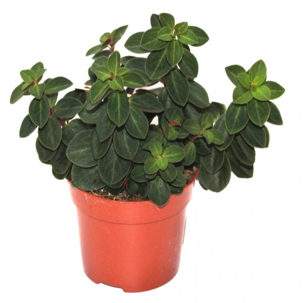 Peperomia, pot en céramique suspendu, 13cm