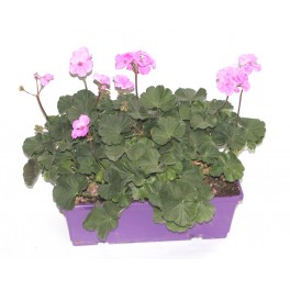 Gerani Zonal (jardinera 40 cm amb 3 geranis)