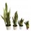 Sansevieria o sansiviera trifasciata