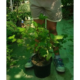 Viburnum Opulus (vaso 16 cm ø) ou bola de neve