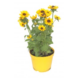 Rudbeckia  (test 14 cm Ø)