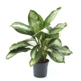 Calathea ornata