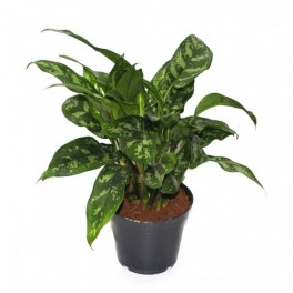 Aglaonema Maria (vaso 14 cm Ø)