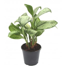 Aglaonema modestum (vaso 14 cm Ø)