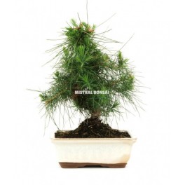 Bonsai Pi (pinus halepensis)