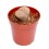 Lithops