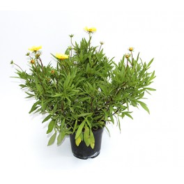 Coreopsis (maceta 13 cm Ø)