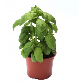 Albahaca "pesto"