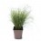 Carex comans (vaso de 13 cm Ø)