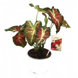 Caladium (maceta 18 cm Ø)