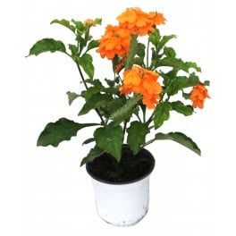 Crossandra (vaso 13 cm Ø)