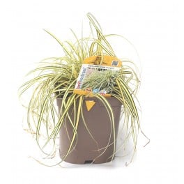 Carex oshimensis evergold (vaso de 12 cm Ø)