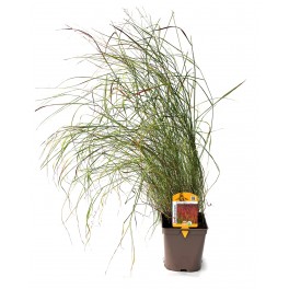 Panicum virgatum Sangria (vaso de 12 cm Ø)