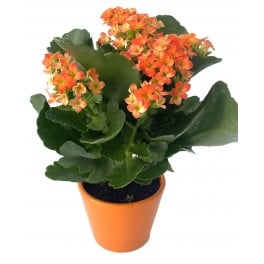 Kalanchoe naranja en maceta naranja - Planta especial Halloween