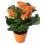 Kalanchoe naranja en maceta naranja - Planta especial Halloween