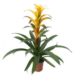 Guzmania (maceta 13 cm ø)